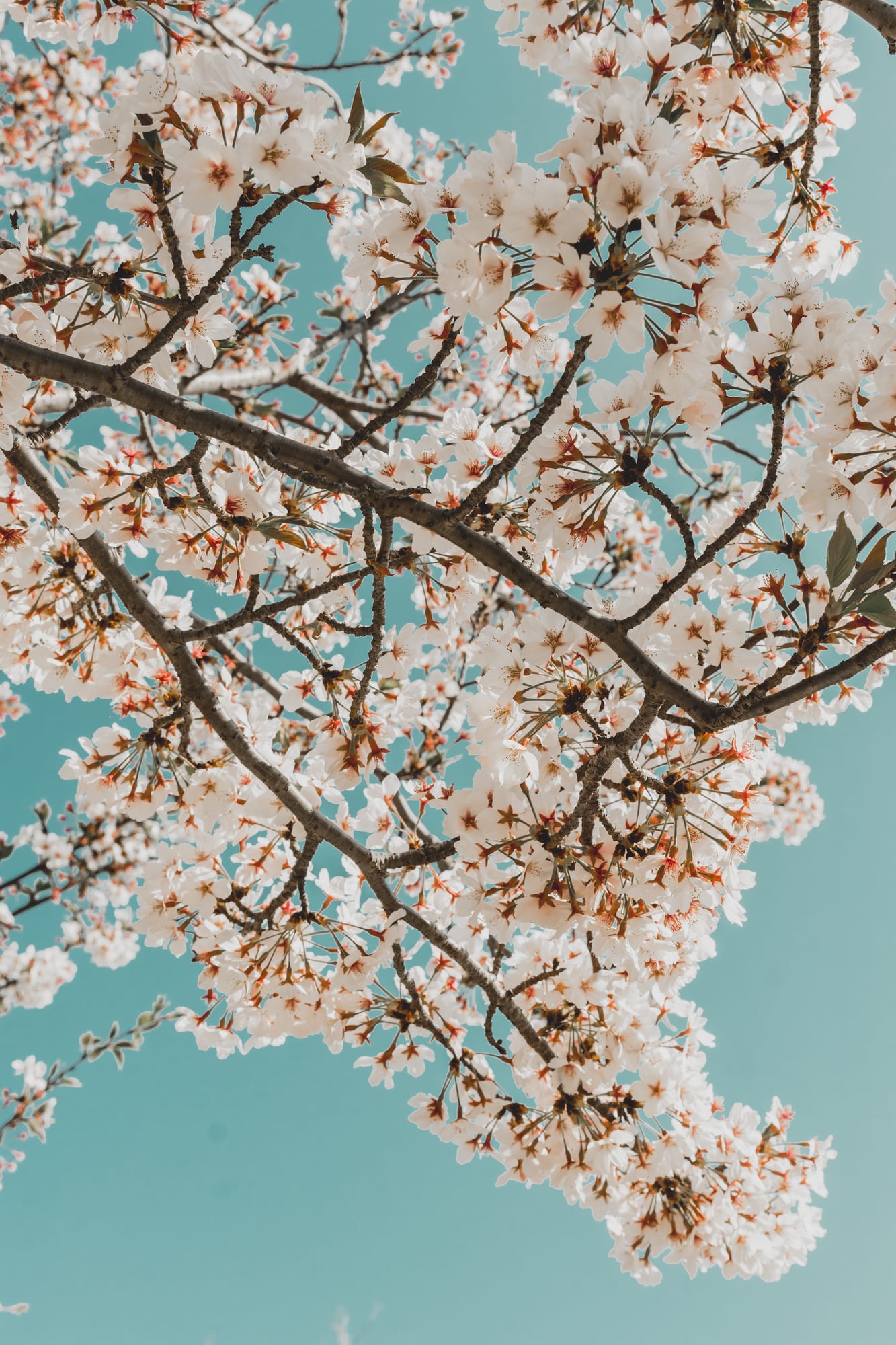 Cherry blossoms against a pale blue sky