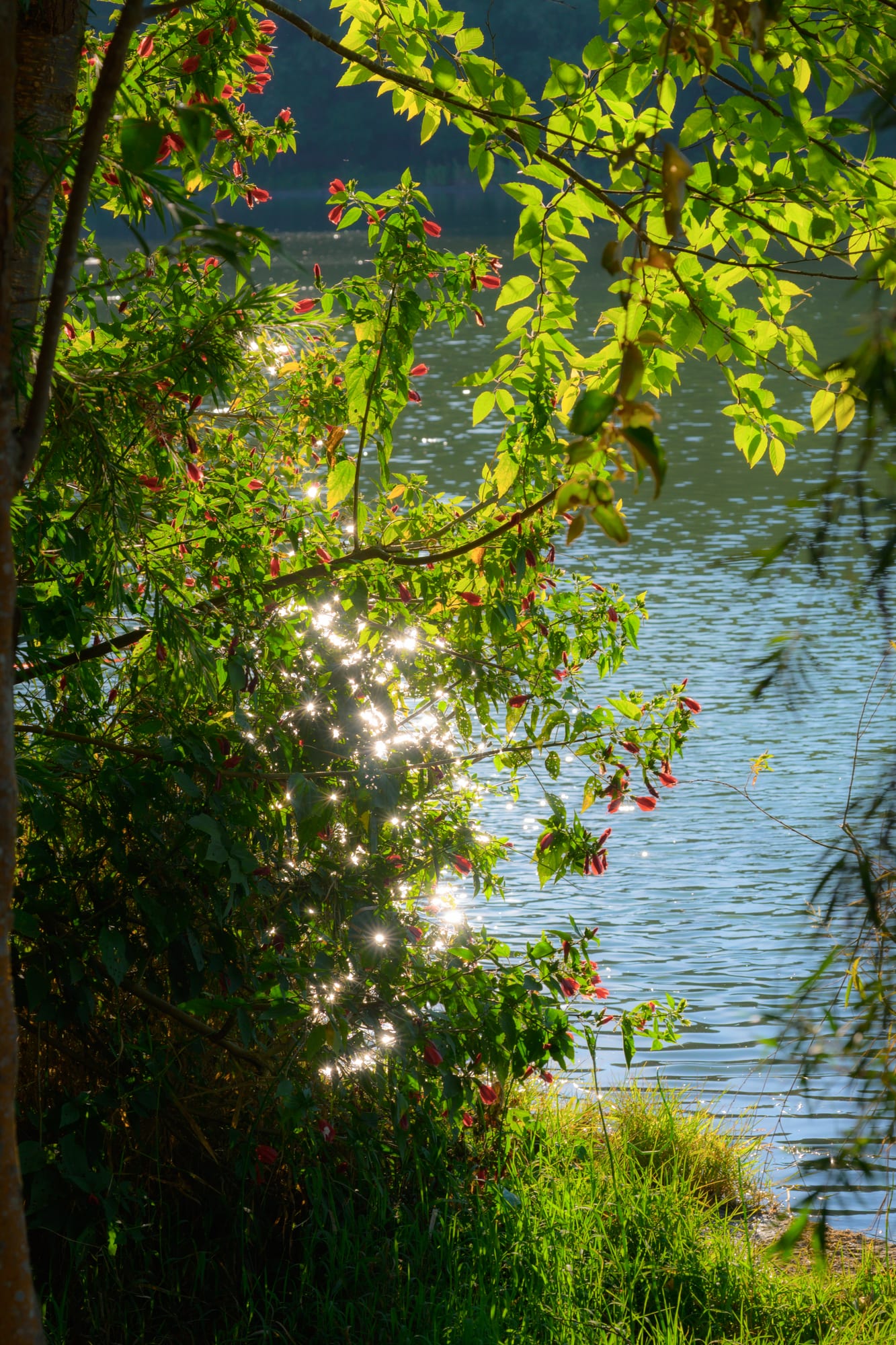 Sunlight glinting on a lake through leaves