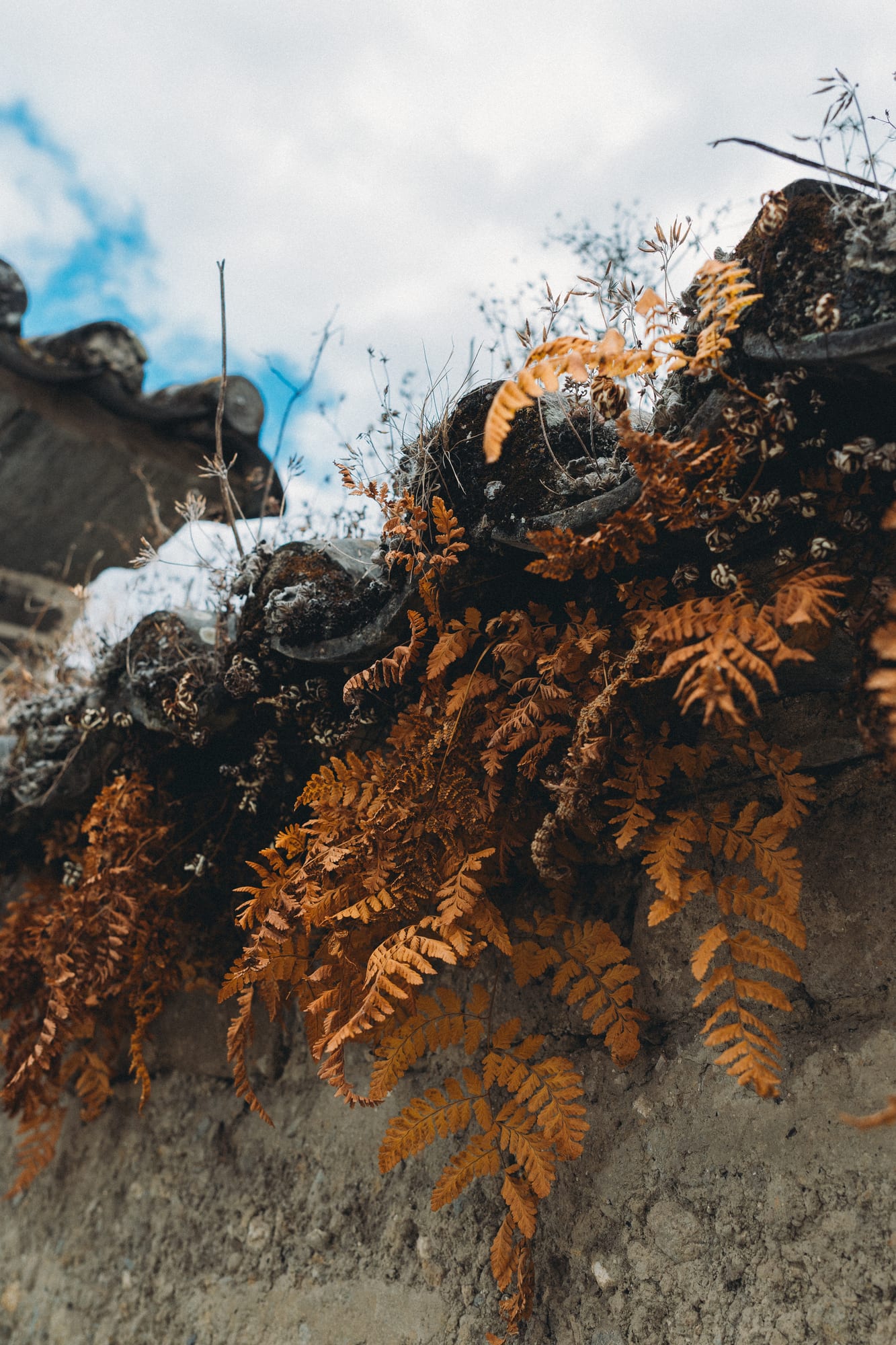 Ferns on a stone wall dusted with snow